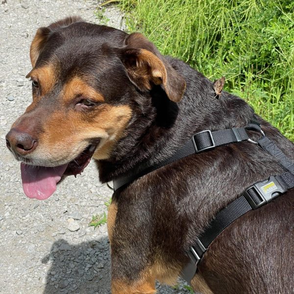 Bruno Outside Walking